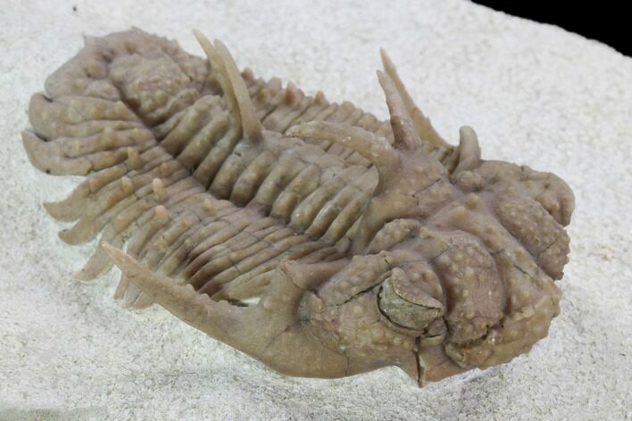 Exotic Hoplolichoides Trilobite - Russia #99203